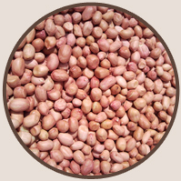 Shelled ground nuts, graded by size and quality