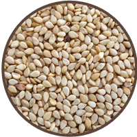 White sesame seeds in bulk, cleaned and ready for export