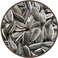 Striped sunflower seeds, cleaned and sorted for export